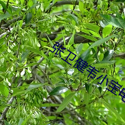 张卫健韦小宝电视剧叫什么 （静心）