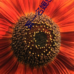 第一名媛总裁的头(tóu)号新妻(qī)