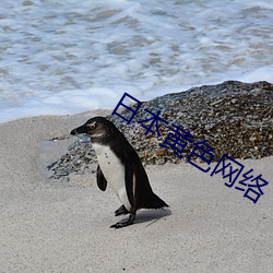 日(日)本(本)黄(黃)色(色)网络(絡)