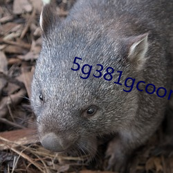 5g381gcoom