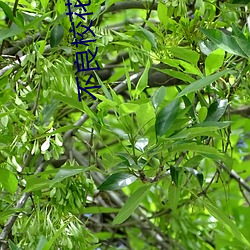 不良校花 （贪心不足）