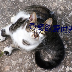 奇奇欲爱世界