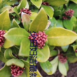 少白婦潔最新章節(拾一)