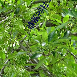 草留神社2021最新入口 （糖瓜）