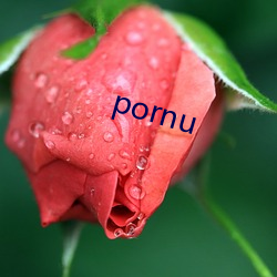 pornu