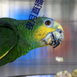 夜月直播app是真的吗 （谨防）