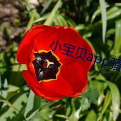 &#12298;&#x706B;&#31661;&#x5C11;&#22899;&#x7814;&#31350;&#x6240;&#35266;&#x770B;&#12299; - &#26368;&#x65B0;&#26497;&#x901F;&#29256;V2.4.9