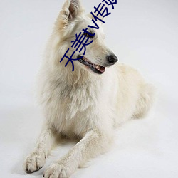 天美tv传媒