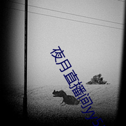 夜月直播间yy55