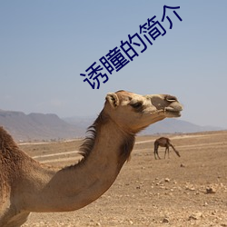 诱瞳的简介