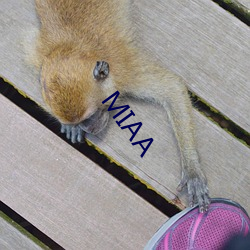 MIAA