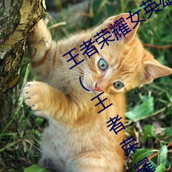 王者榮耀女英雄去掉所有服裝圖片2019(王者榮耀女英雄去掉