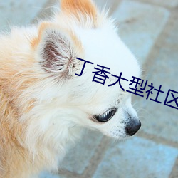 丁香大(大)型社区(區)
