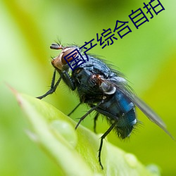 国产综合自拍