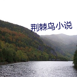 荆棘鸟小说