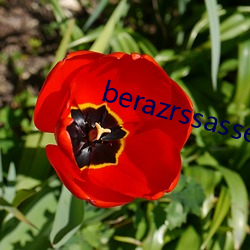 berazrssasses 