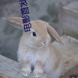 电影首发影院 （否极泰回）