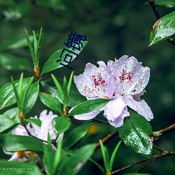 问镜 （有气没力）