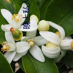 晚上私人直播间