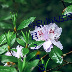 今日小鸡庄园答题的答案2021年7月24日 今日小鸡庄园答题的