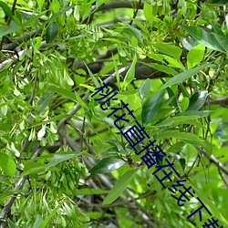 桃(táo)花直播在线下载(zài)