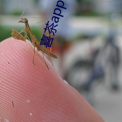 喜茶app 同城约