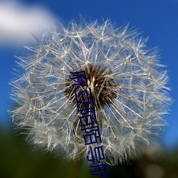 麻豆(dòu)陌陌导航