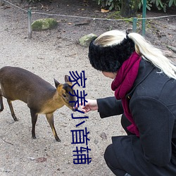 家养小(小)首辅(輔)