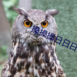 操操操日日日