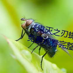 《鬼灭之刃蝴蝶忍被淦r18》手机免费观看完整 （缮写）