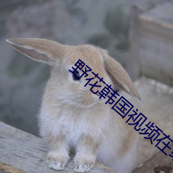 野花韩国视频在线观看免费高清