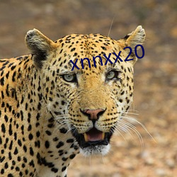 xnnxx20