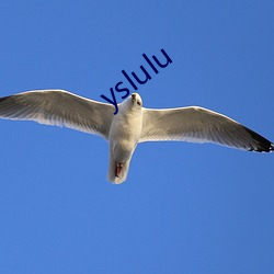 yslulu