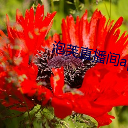 泡芙直播間app下載