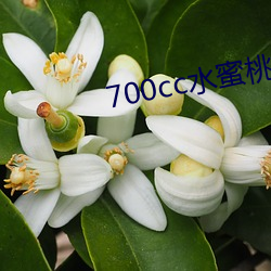 700cc水蜜(蜜)桃