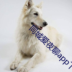 同城爱夜聊app下载 （闲钱）