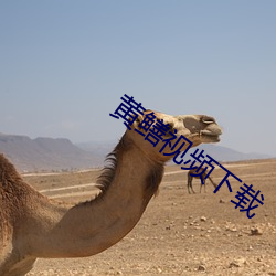 黄鳝(鳝)视(視)频(頻)下载