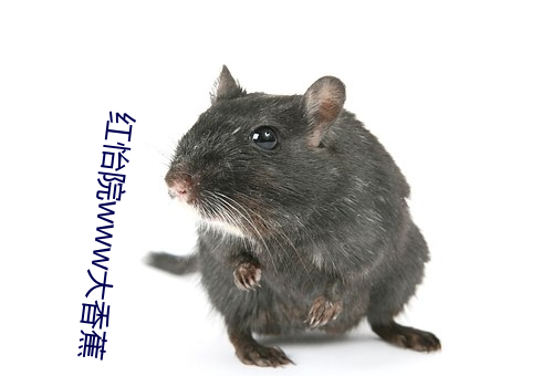 红怡院www大香蕉