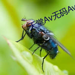 天堂Av无码Av日韩Av （五四青年节）