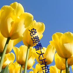 免费(fèi)看(kàn)大片(piàn)的
