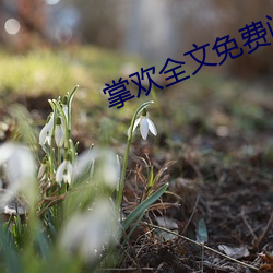 掌欢全(quán)文(wén)免(miǎn)费阅(yuè)读无(wú)弹窗