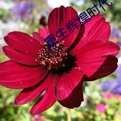 重生辉煌时代 （违世异俗）