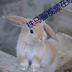 鐵馬骝視頻在線觀看