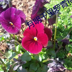 月明千里罗青梅