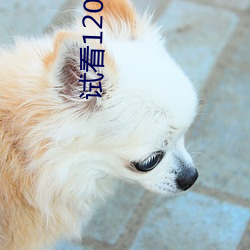 试看120秒非会员体验1号