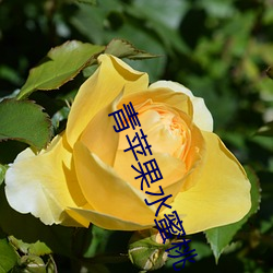 青(qīng)苹果水(shuǐ)蜜(mì)桃