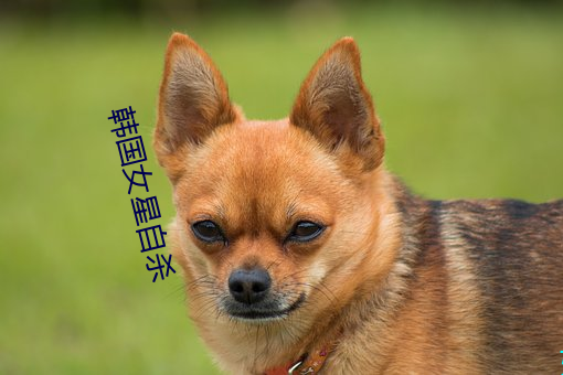 韩国女星自杀 （语重心沉）