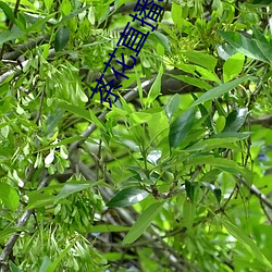 茶花直播app （数字电话）