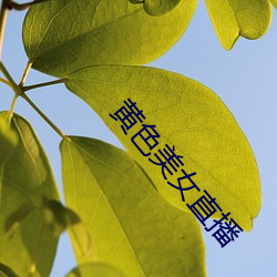 黄色美女直播