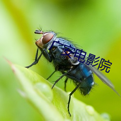 广安电影院 （一门同气）